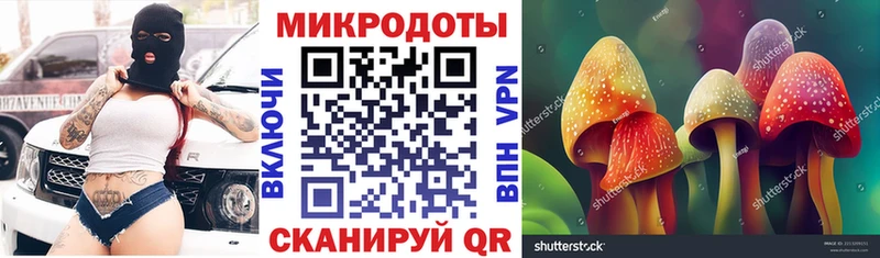 дарнет шоп  Пятигорск  Псилоцибиновые грибы Psilocybe 